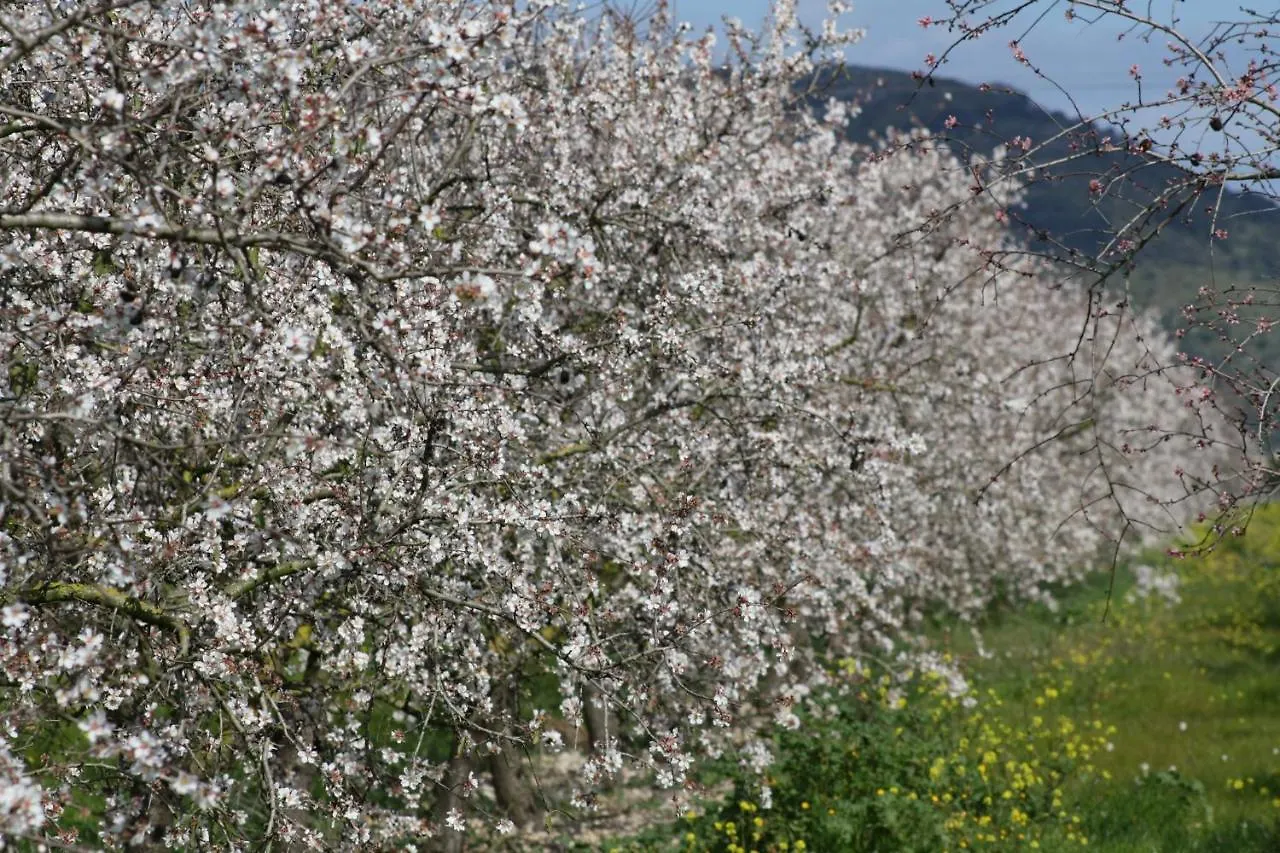 078 Finca Sa Rota Vt1953 By Mallorca Charme Ariany